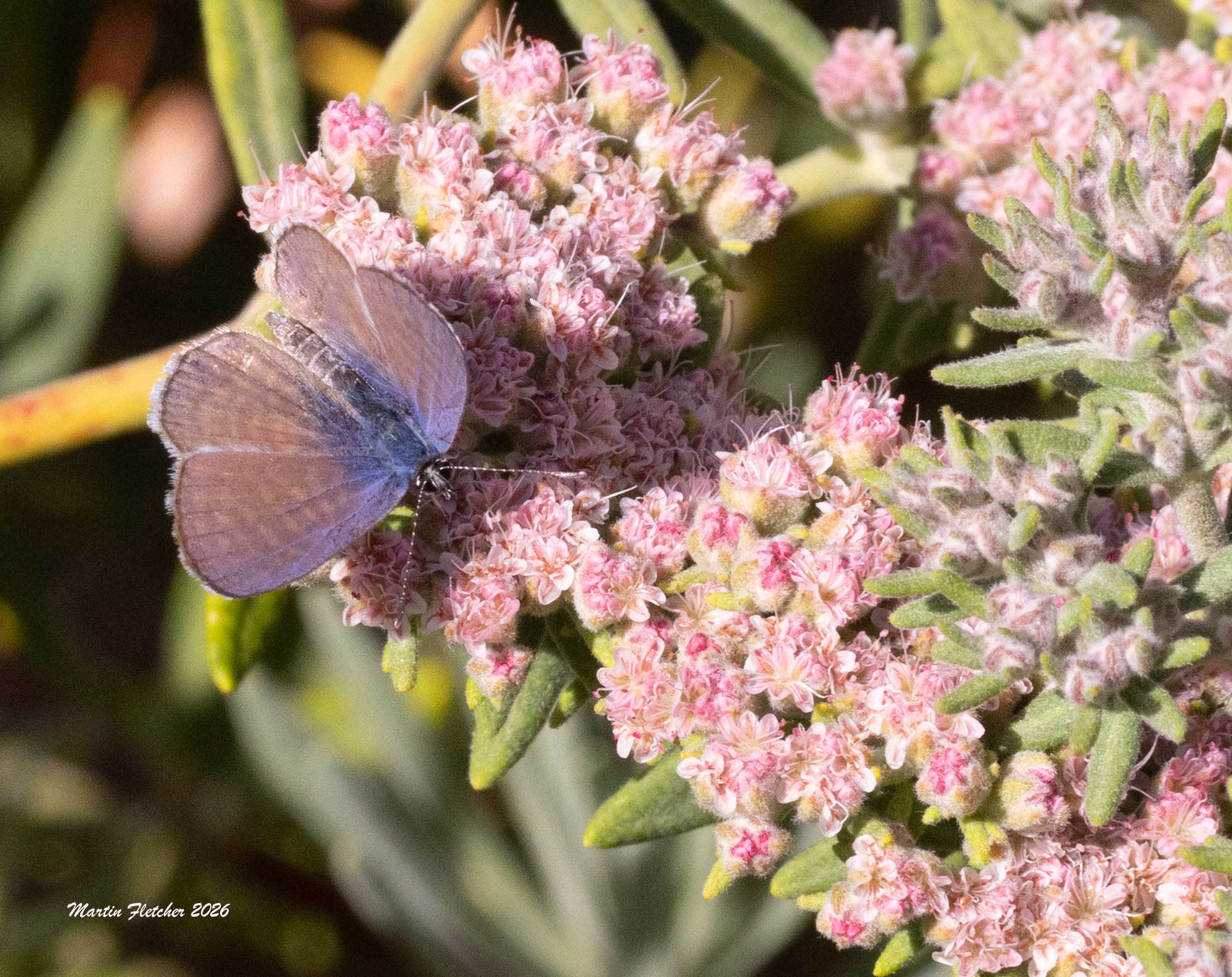 Marine Blue, Leptotes marina, on Eriogonum arborescens, Camarillo