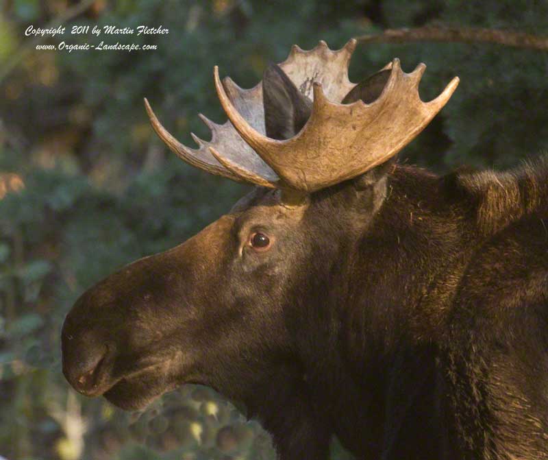 Bull Moose, Park City