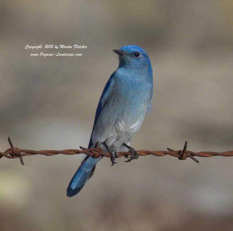 Mountain Bluebird, Carrizo
