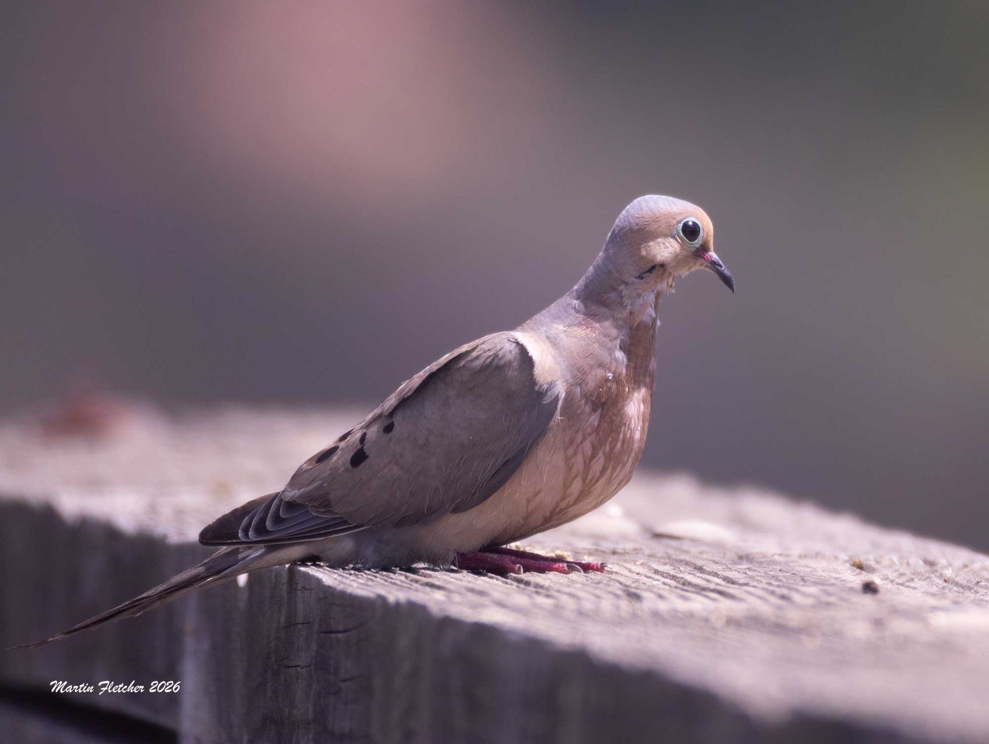 Mourning Dove, Newport Back Bay