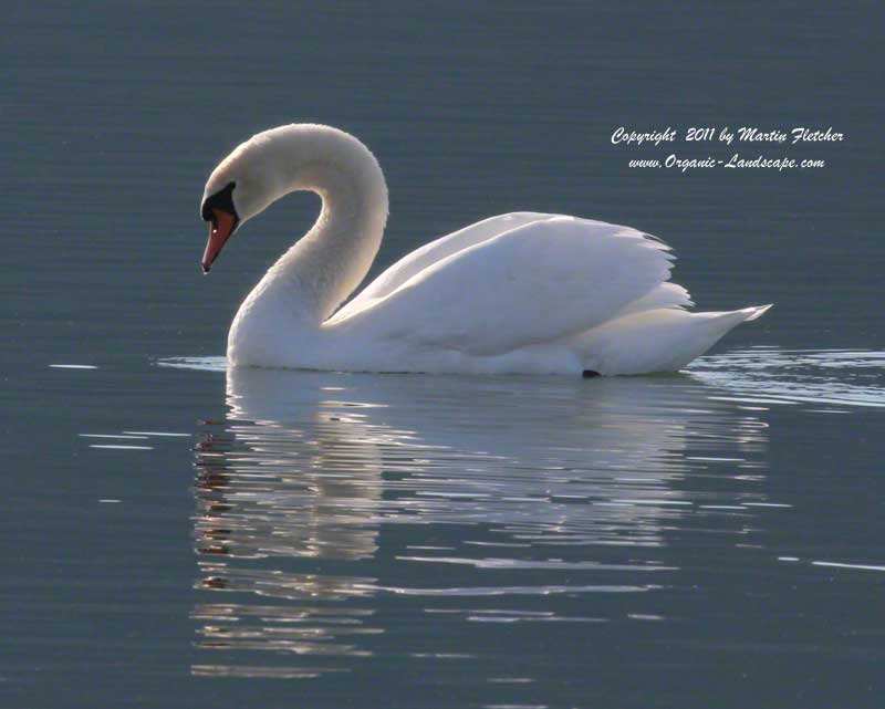 Mute Swan, Lake Casitas