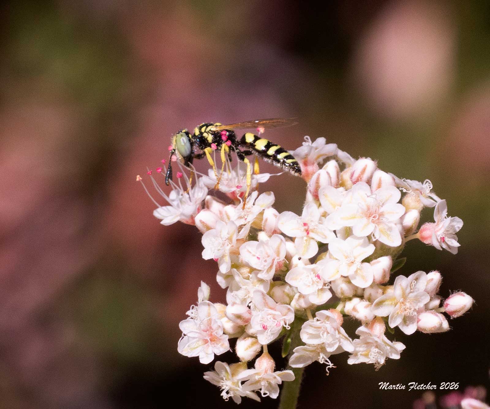 Myzinum frontale, Thynnid Flower Wasp