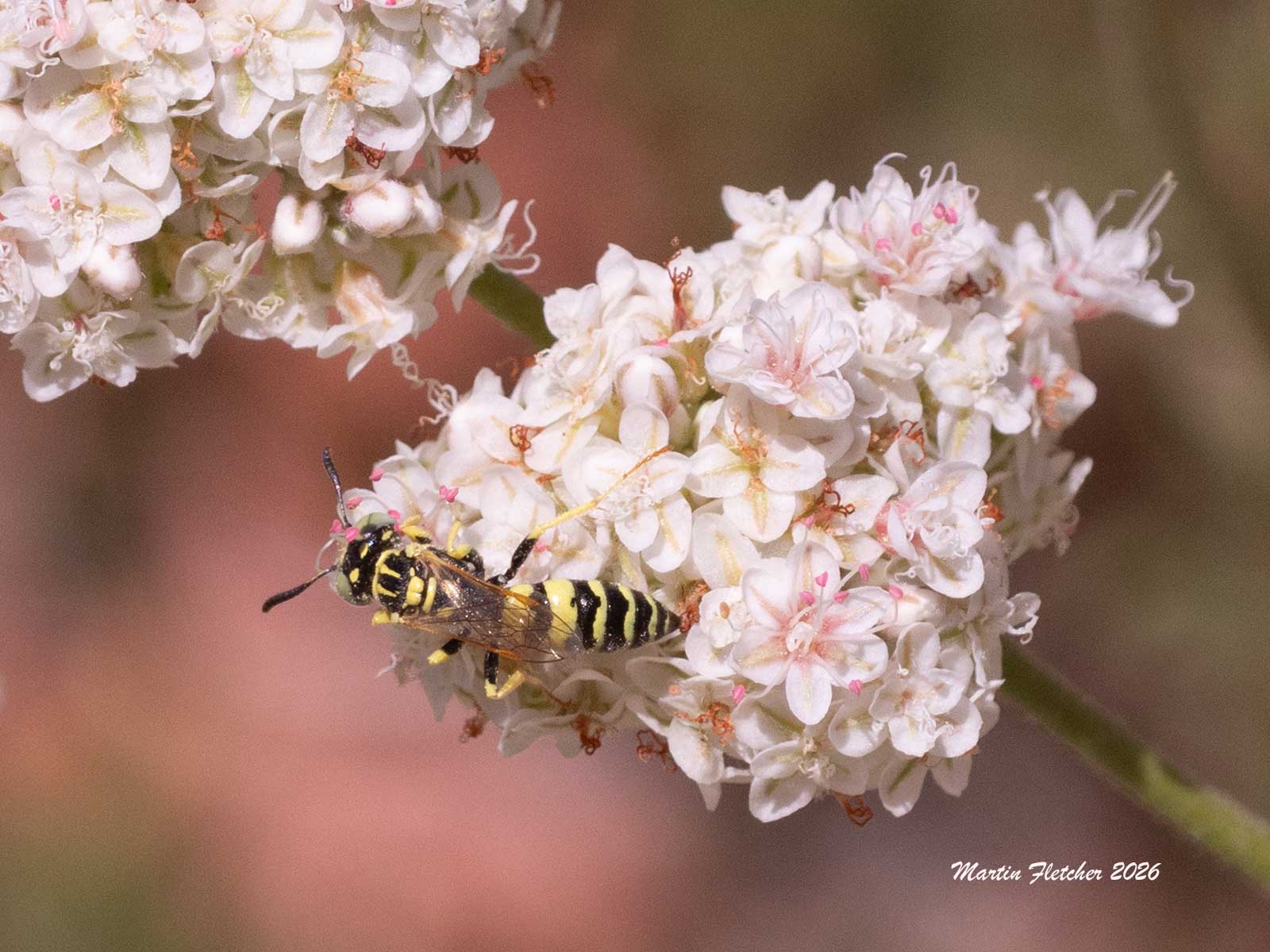 Myzinum frontale, Thynnid Flower Wasp