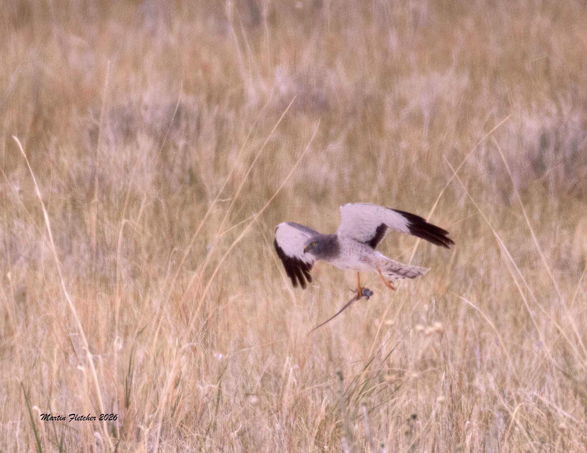 Northern Harrier with Whiptail, Fish Slough, Bishop