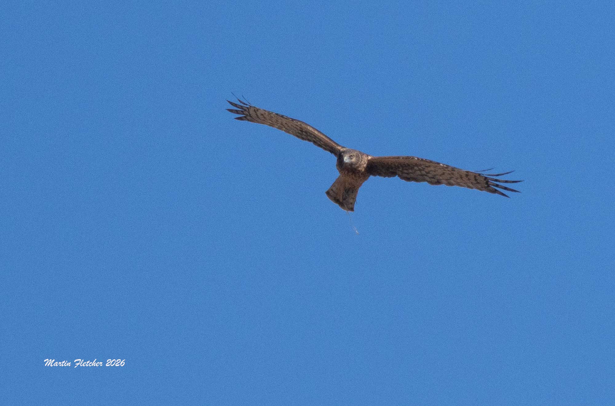 Northern Harrier female