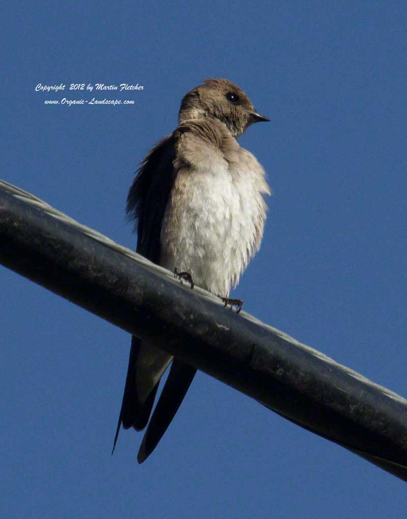 Northern Rough Winged Swallow, Ojai Meadows Preserve