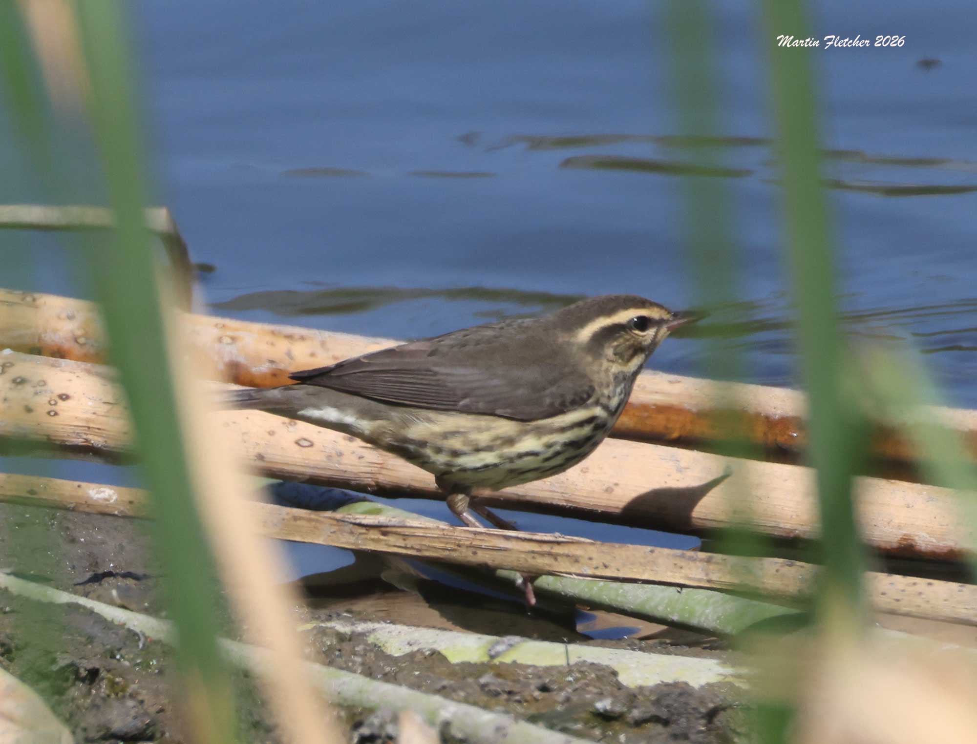 Northern Waterthrush, North Campus Preserve