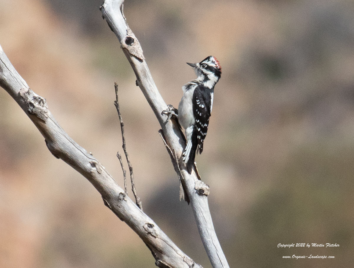 Nuttall's Woodpecker, Matilija Canyon