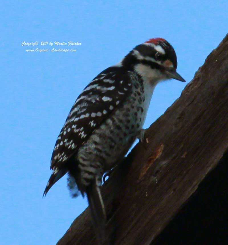 Nuttall's Woodpecker, Lake Casitas