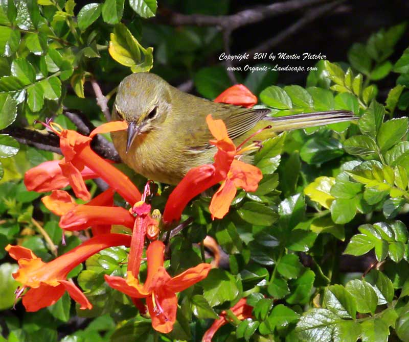 Orange Crowned Warbler, Ojai