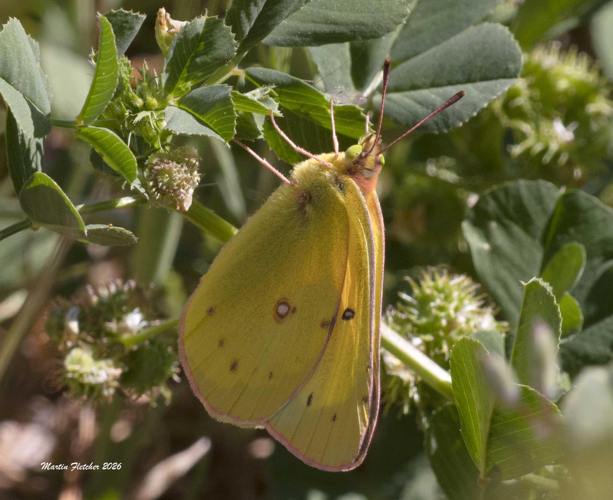 Orange Sulphur, Colias eurytheme