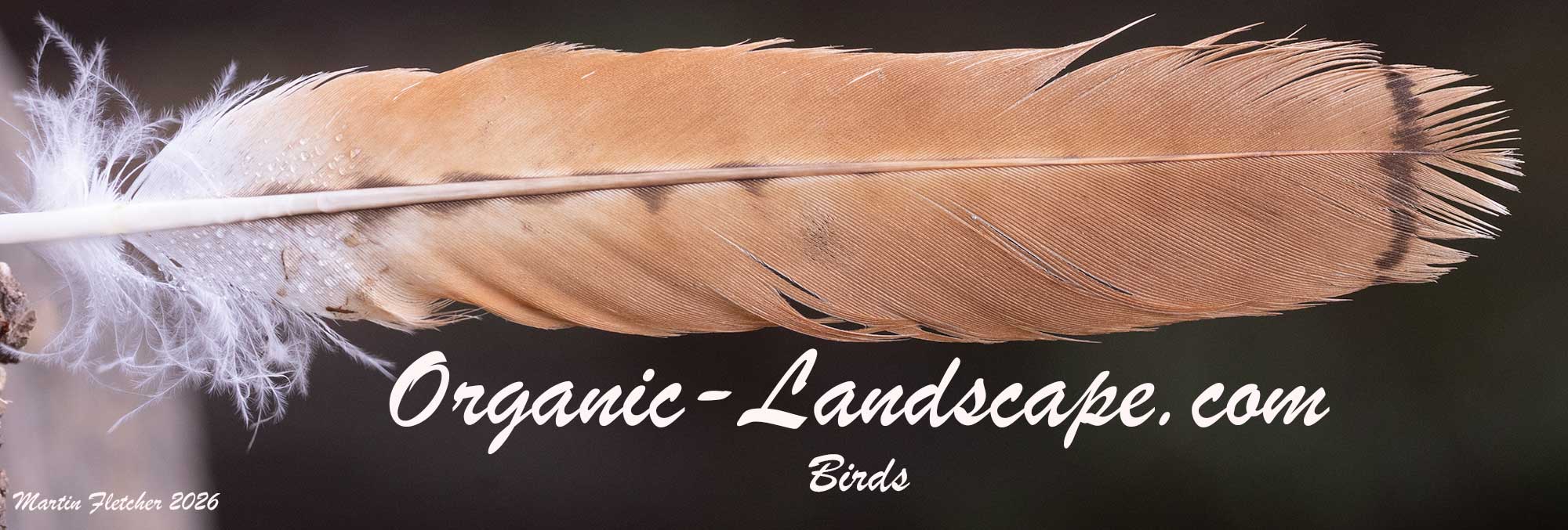 Organic Landscapes - Bird Photography