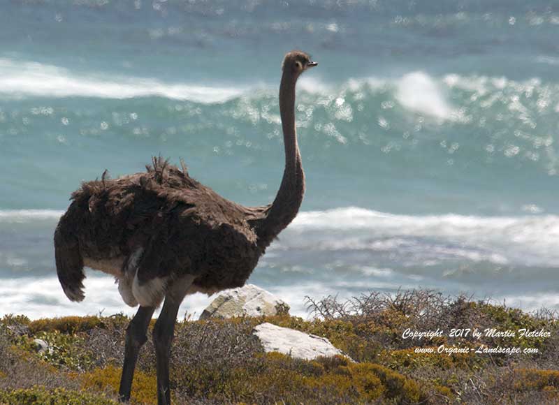 Ostrich, Cape Good Hope