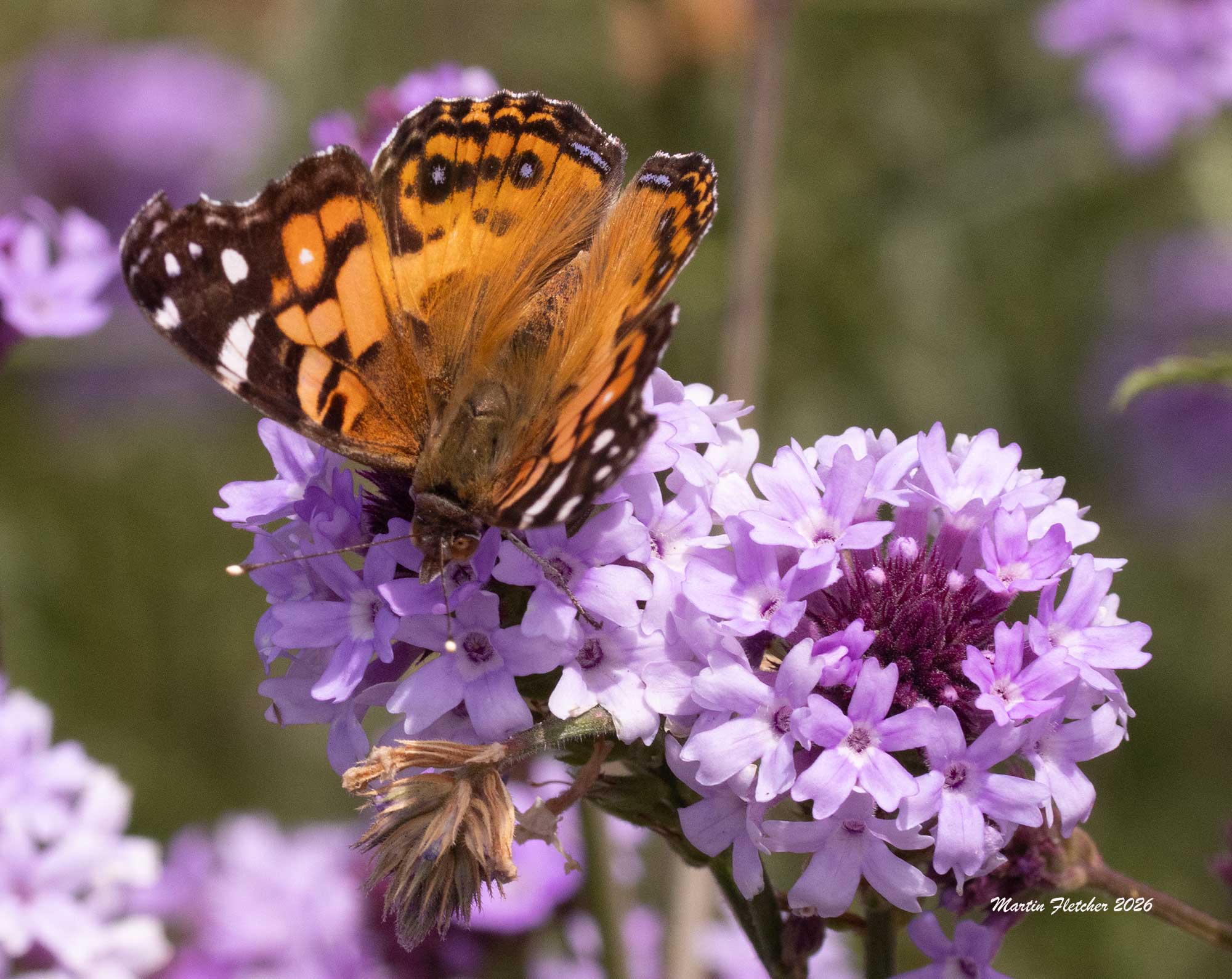 Painted Lady Butterfly on Verbena de la Mina