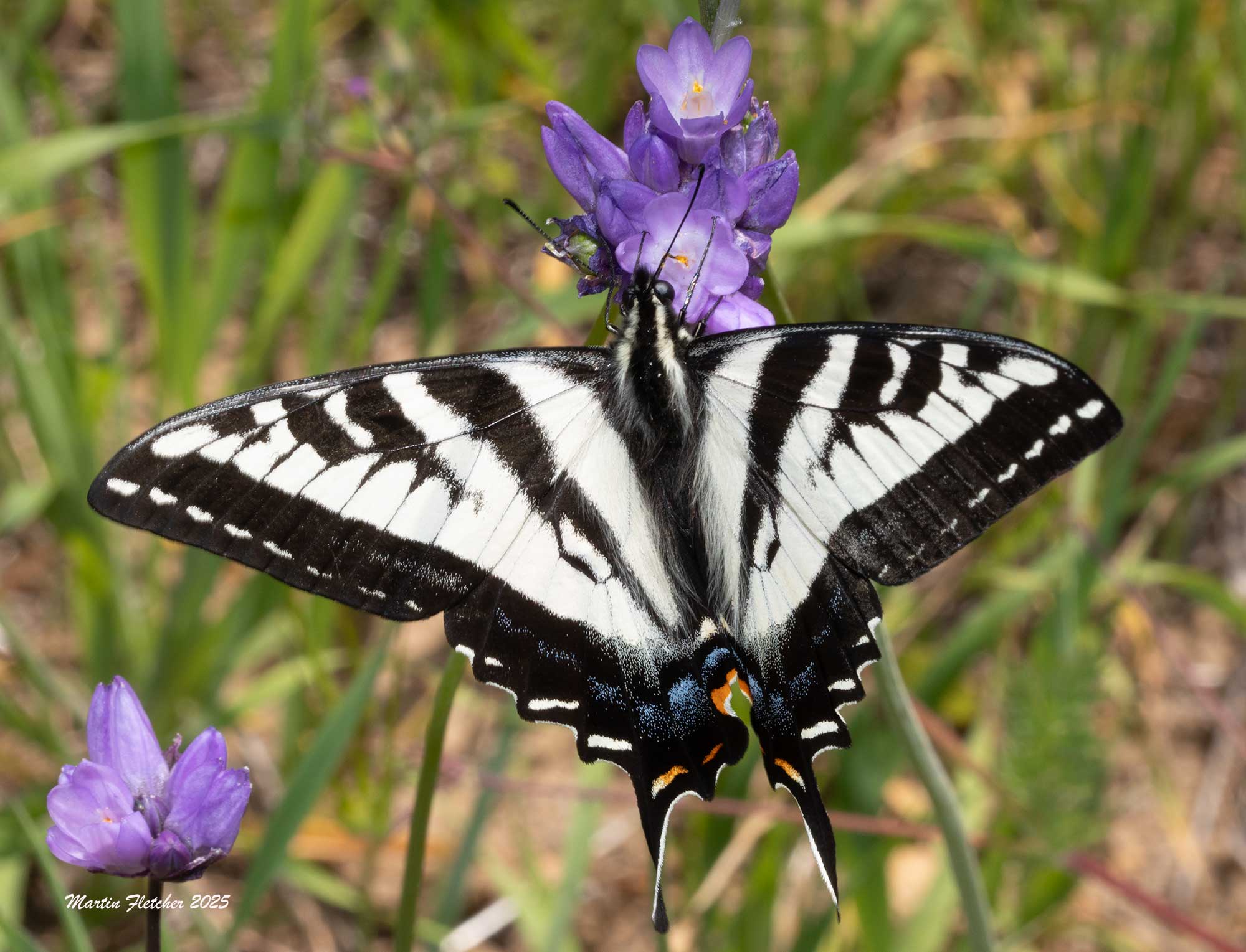 Pale Swallowtail, Papilio eurymedon, Nectaring on Blue Dicks, Dipterostemon capitatus, Sespe, California