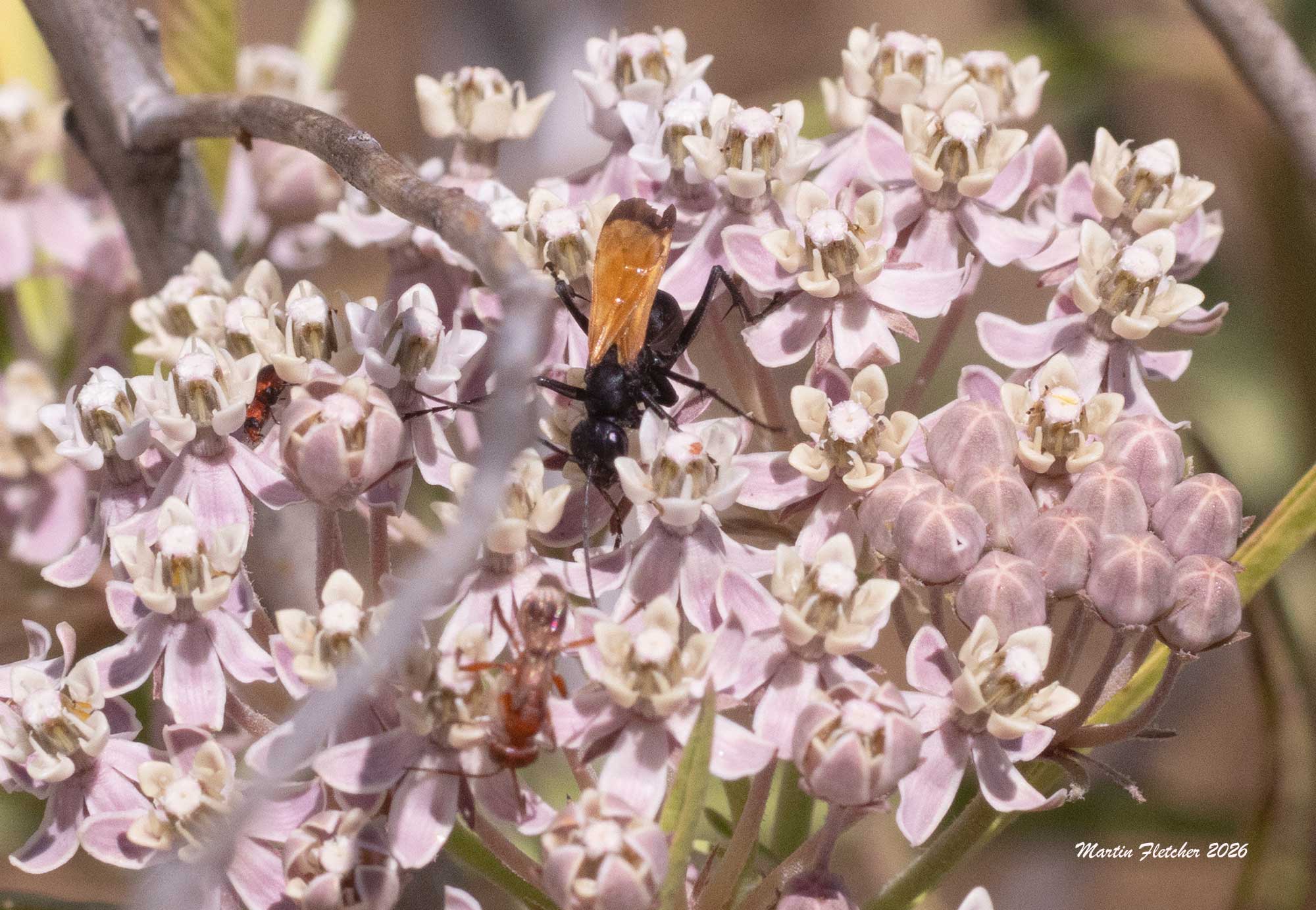 Pepsis mildei, Milde's Tarantula Hawk Wasp