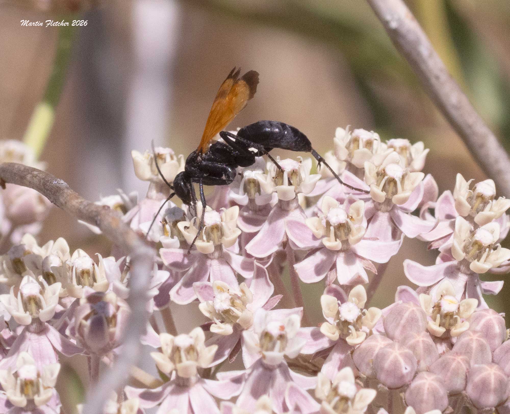 Pepsis mildei, Milde's Tarantula Hawk Wasp