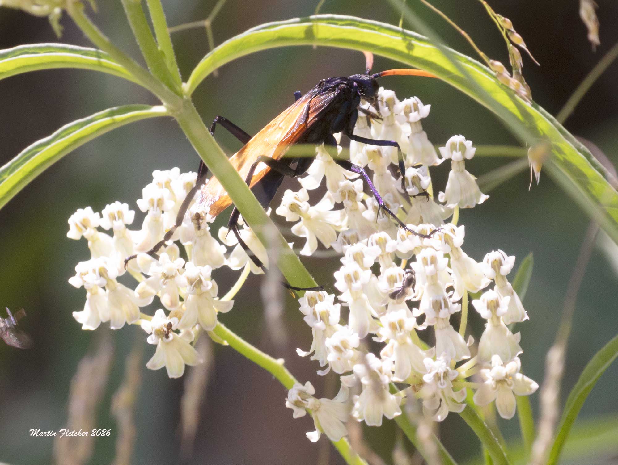 Pepsis mildei, Male Milde's Tarantula Hawk Wasp