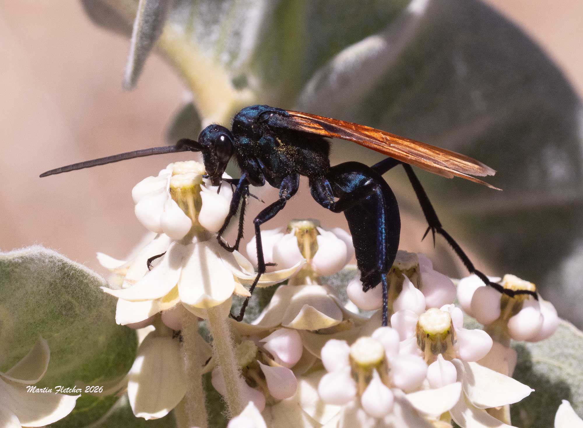 Thisbe's Tarantula Hawk, Desert Milkweed, Asclepias erosa, Hudson Ranch Road