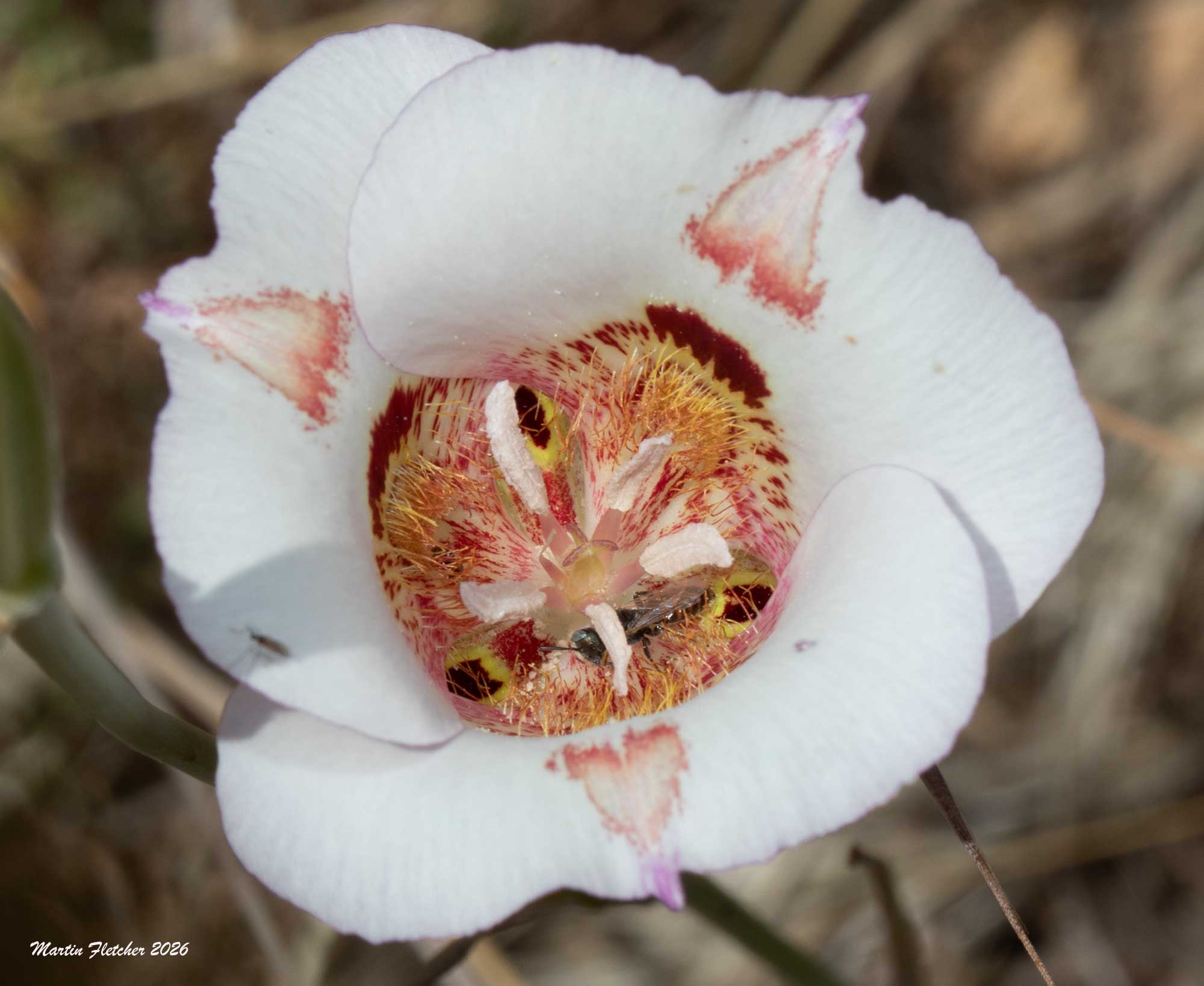 California Fairy Bee, Perdita californica, Calochortus venustus