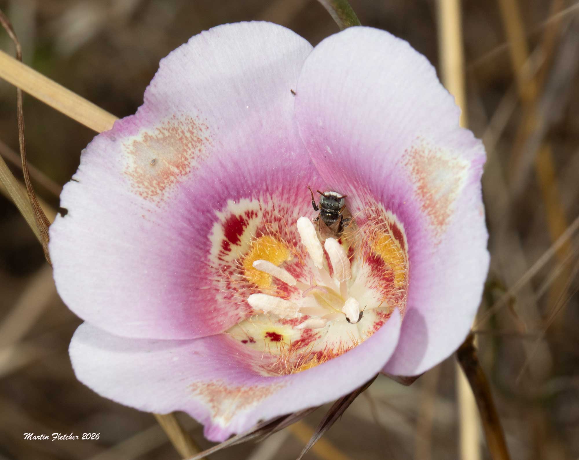 California Fairy Bee, Perdita californica, Calochortus venustus