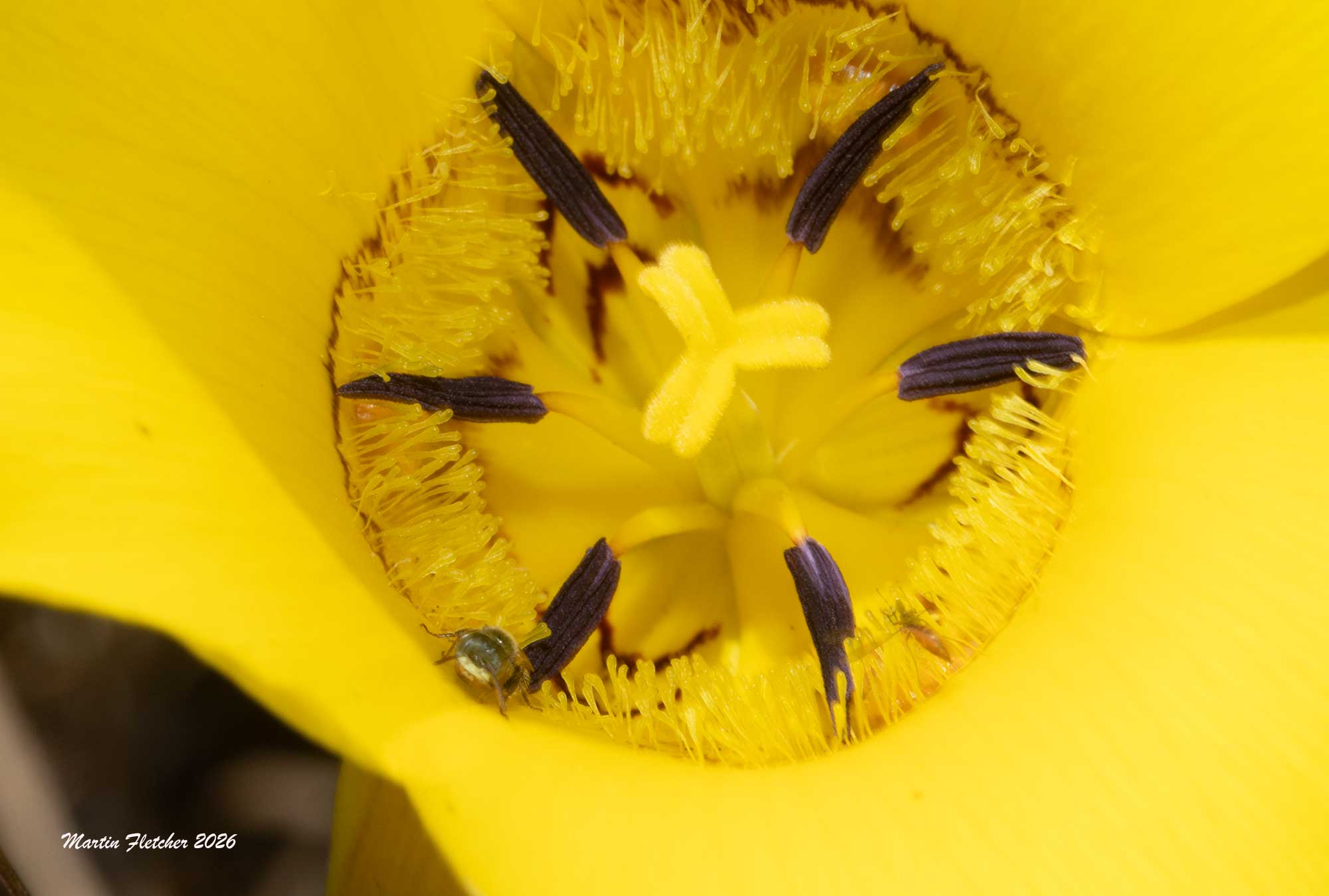 California Fairy Bee, Perdita californica, Calochortus clavatus
