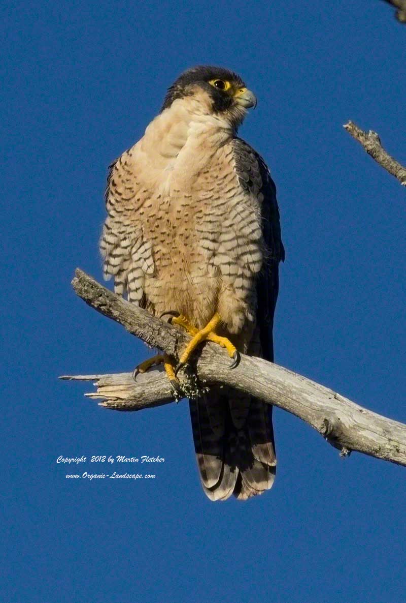 Peregrine Falcon, Douglass Family Preserve