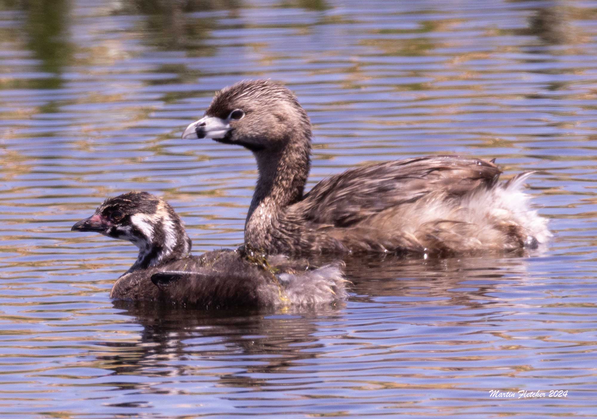 Pied Billed Grebe with Chick, Two Rivers Preserve, Bodie, California