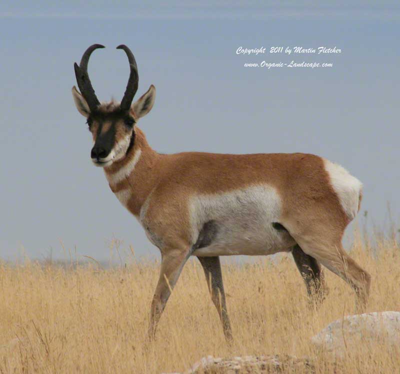 Pronghorn Antelope, Antelope Island