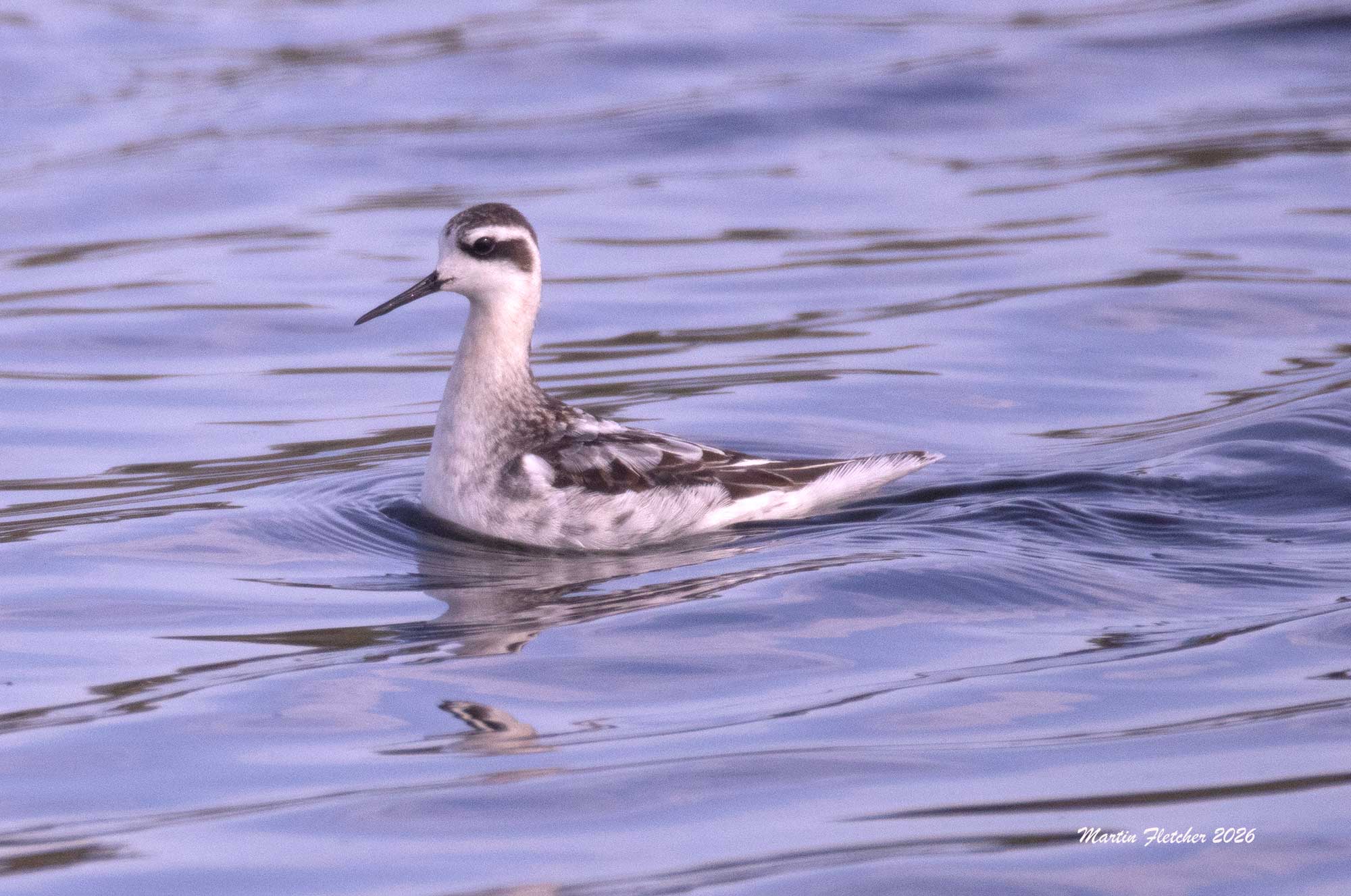 Red Necked Phalarope, Ventura Settling Ponds