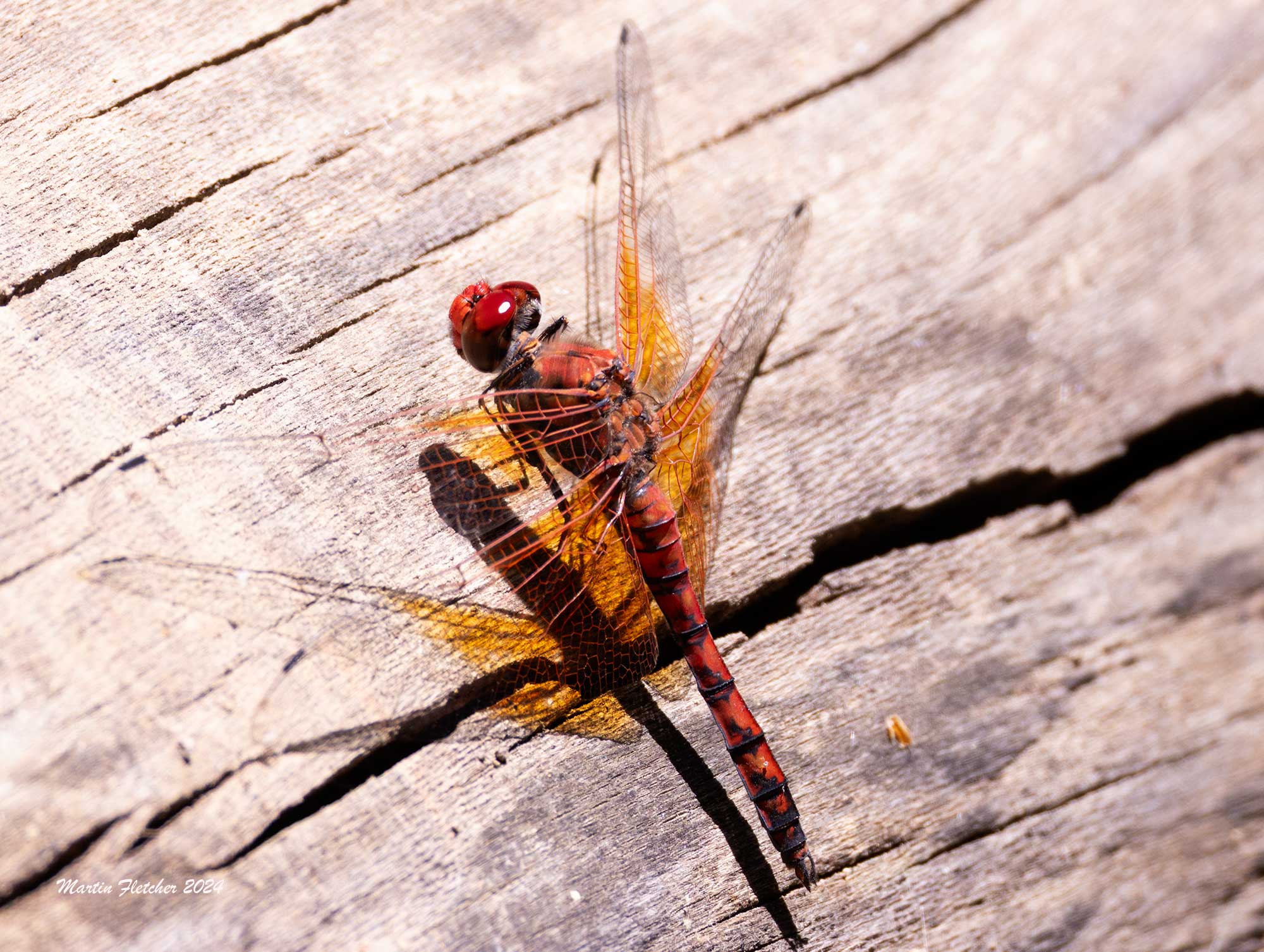 Red Rock Skimmer, Paltothemis lineatipes, Rancho Sierra Vista, Newberry Park, California