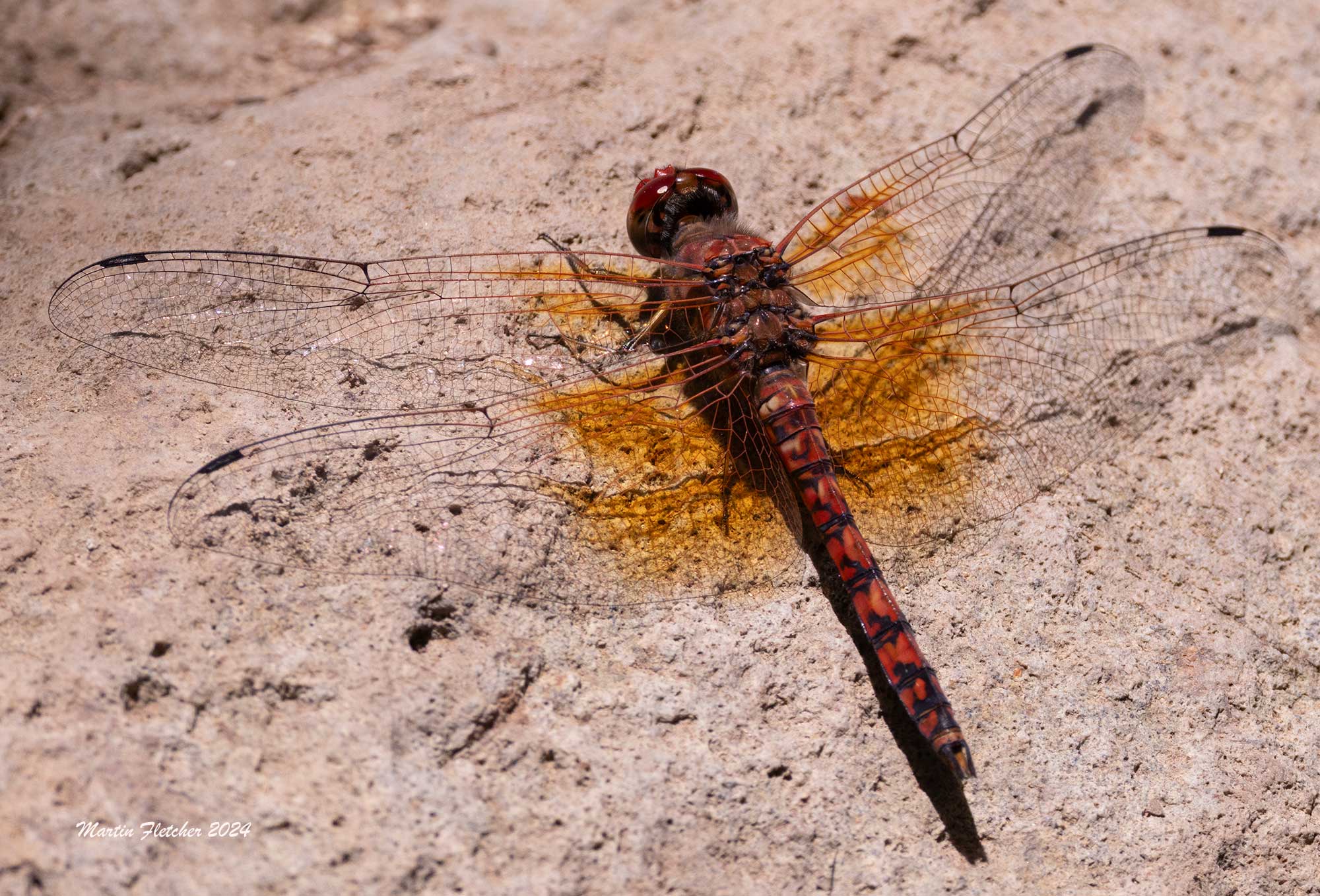 Red Rock Skimmer, Paltothemis lineatipes, Rancho Sierra Vista, Newberry Park, California