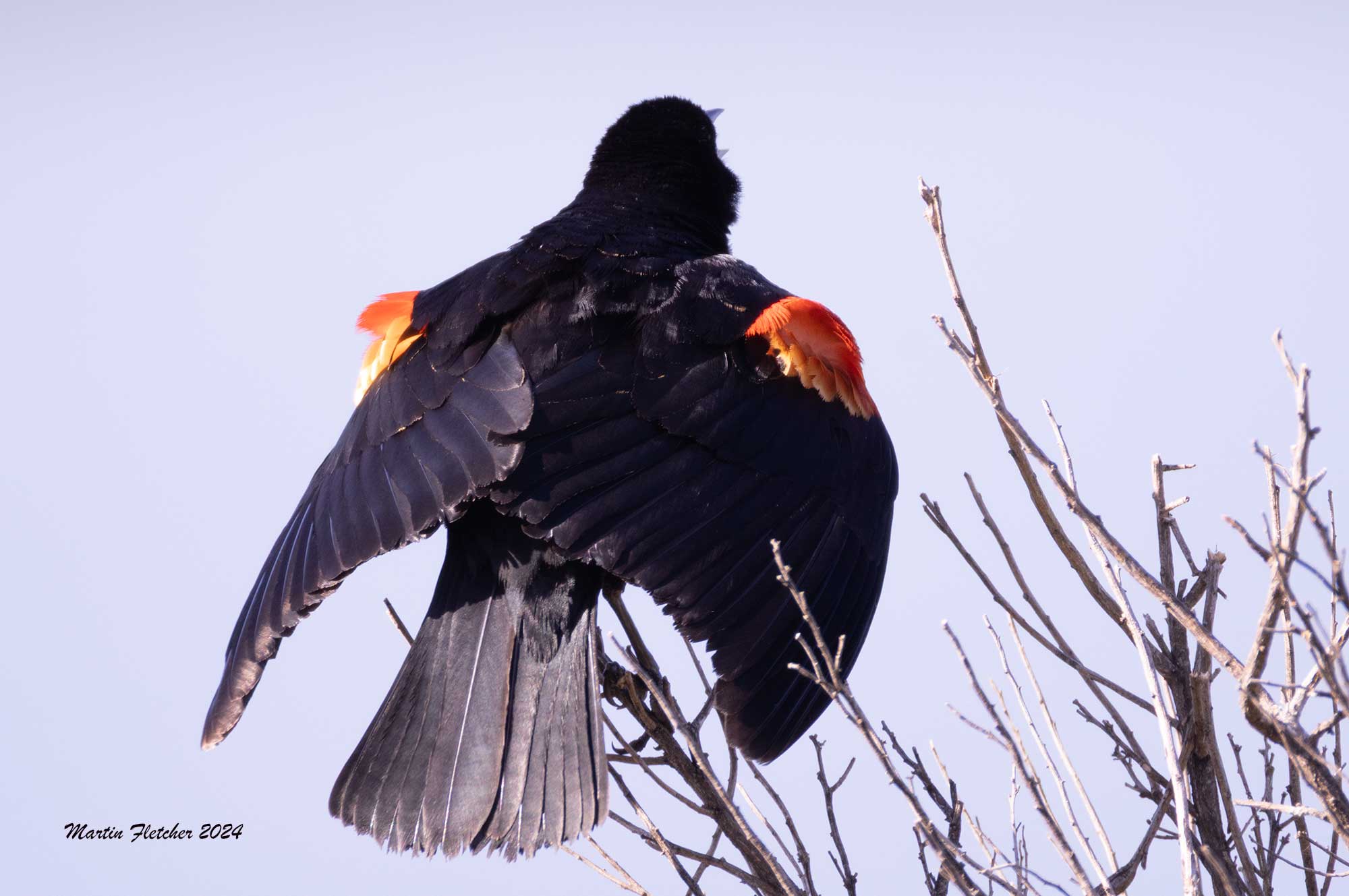 Redwing Blackbird showing off its epaulets