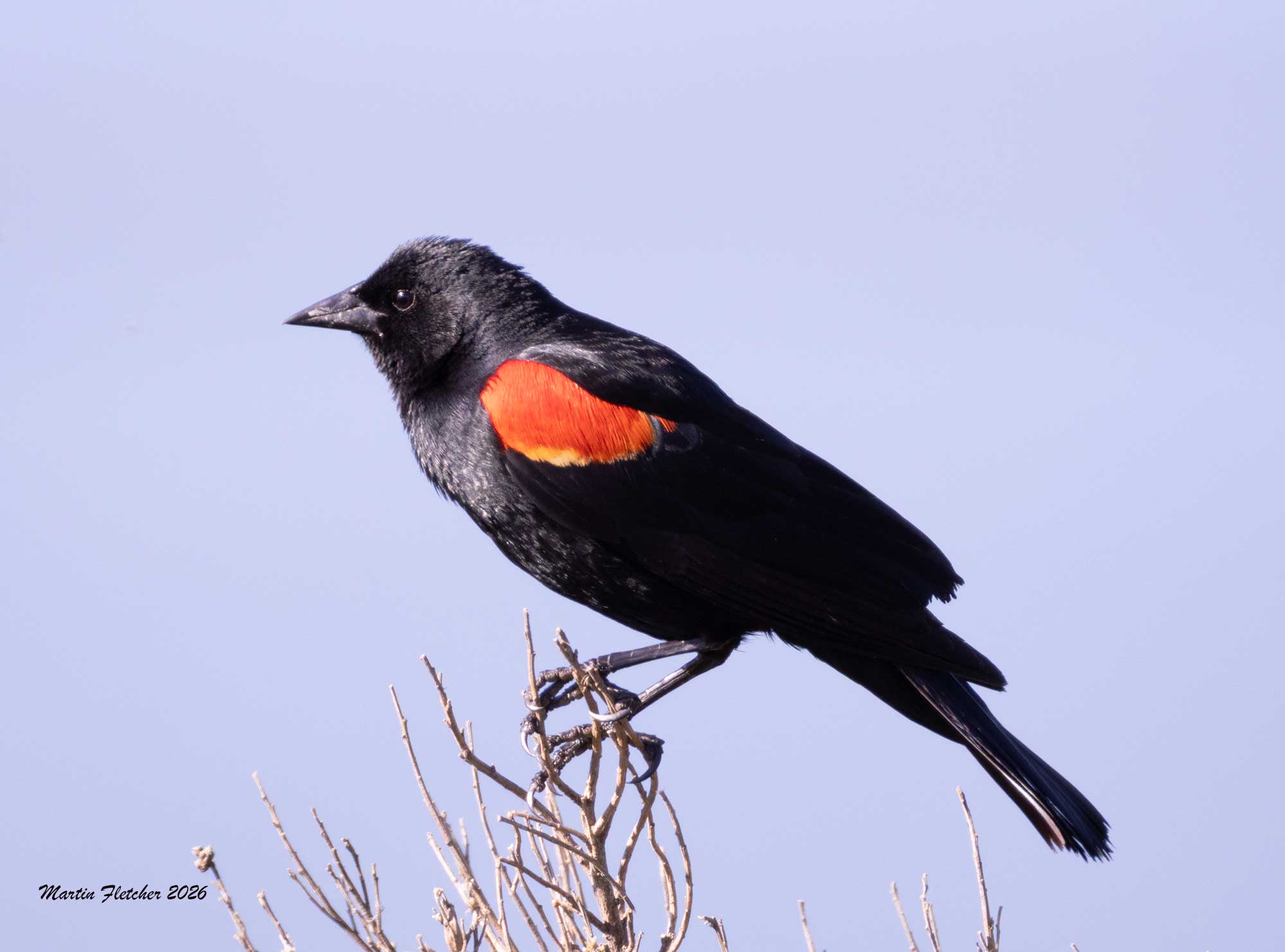 Redwing Blackbird