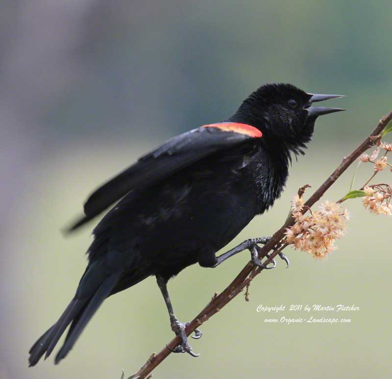 Redwing Blackbird, Ojai Meadows Preserve