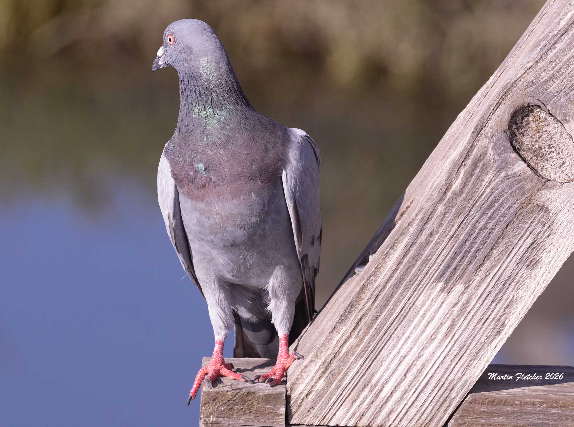 Rock Pigeon, Bolsa Chica