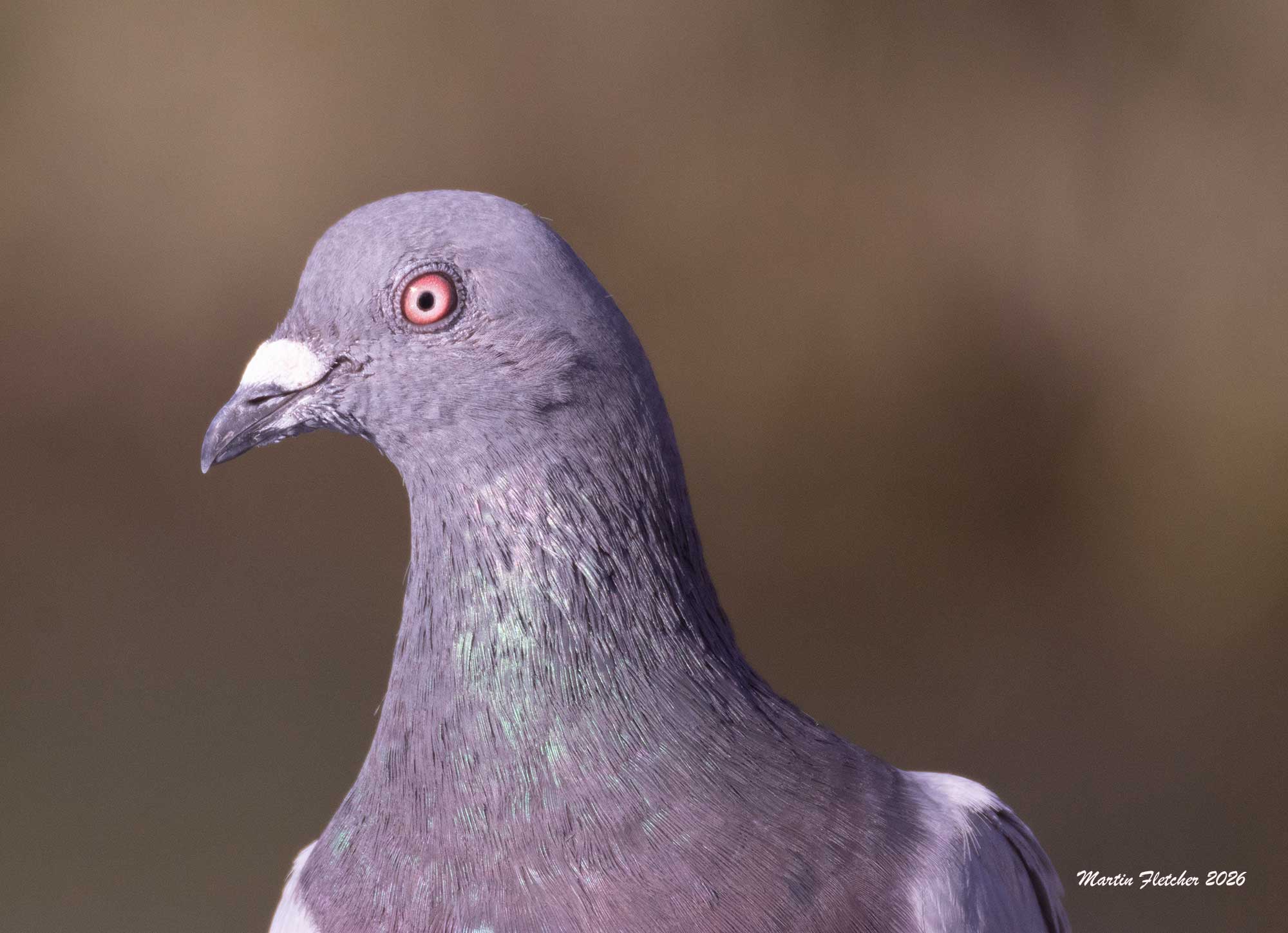 Rock Pigeon head, Bolsa Chica