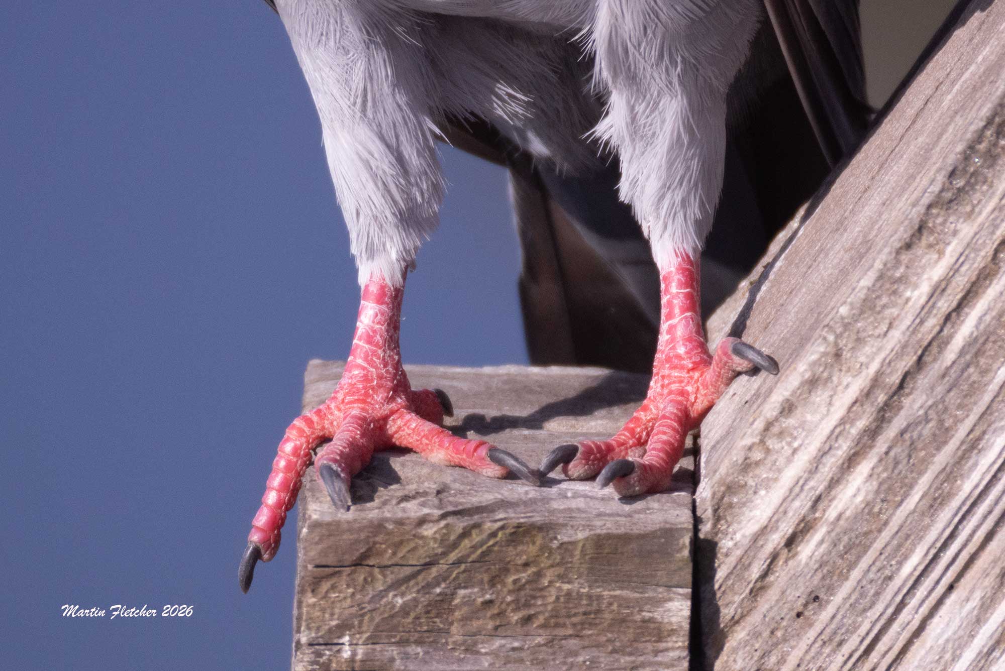 Rock Pigeon feet, Bolsa Chica