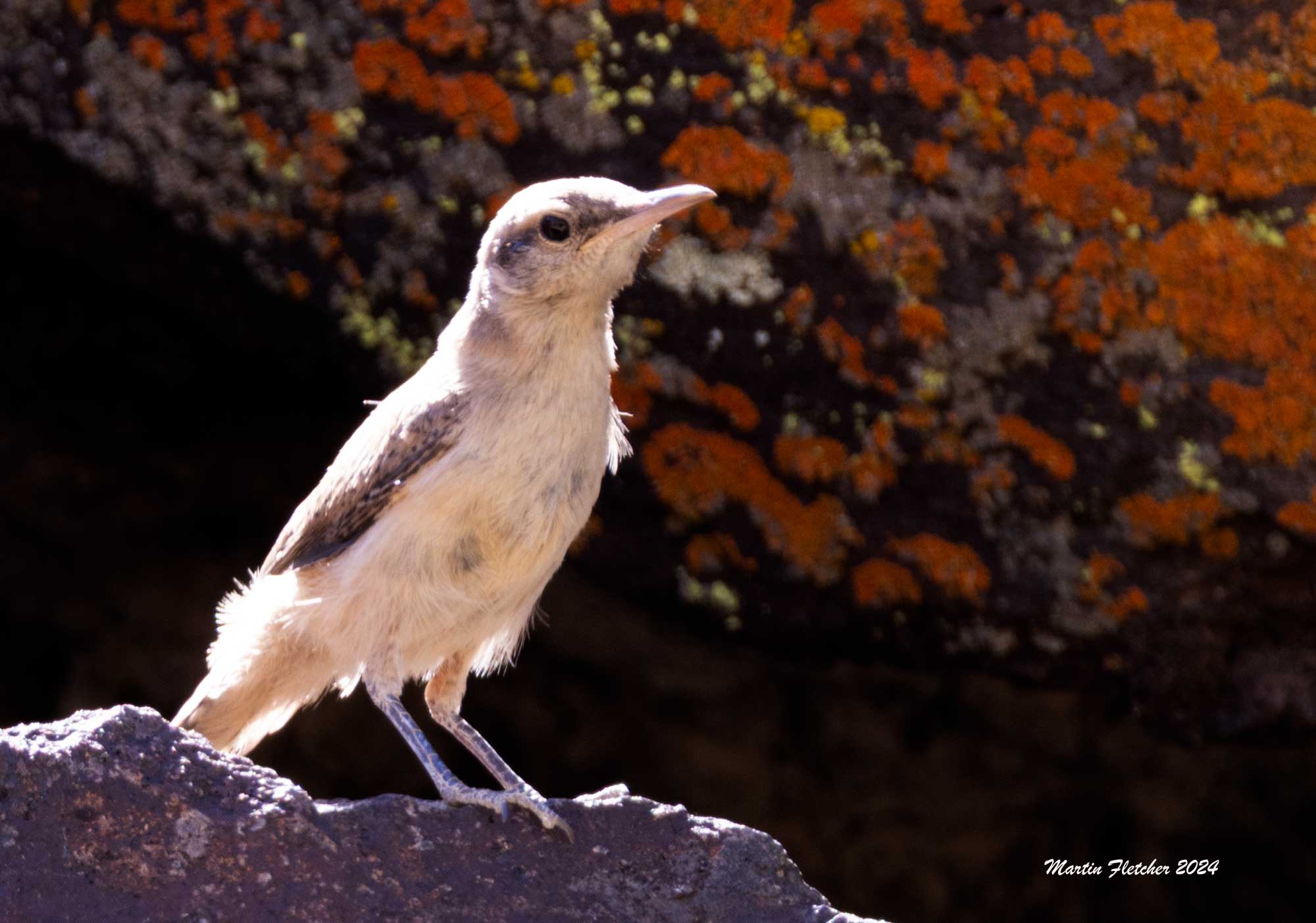 Rock Wren, Haiwee Train Station, Owens Valley