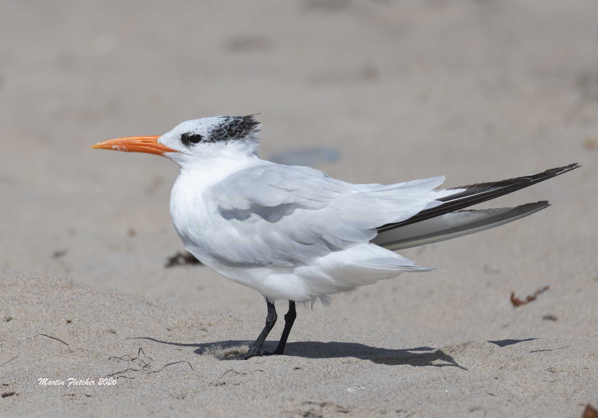 Royal Terns, Jalama Beach