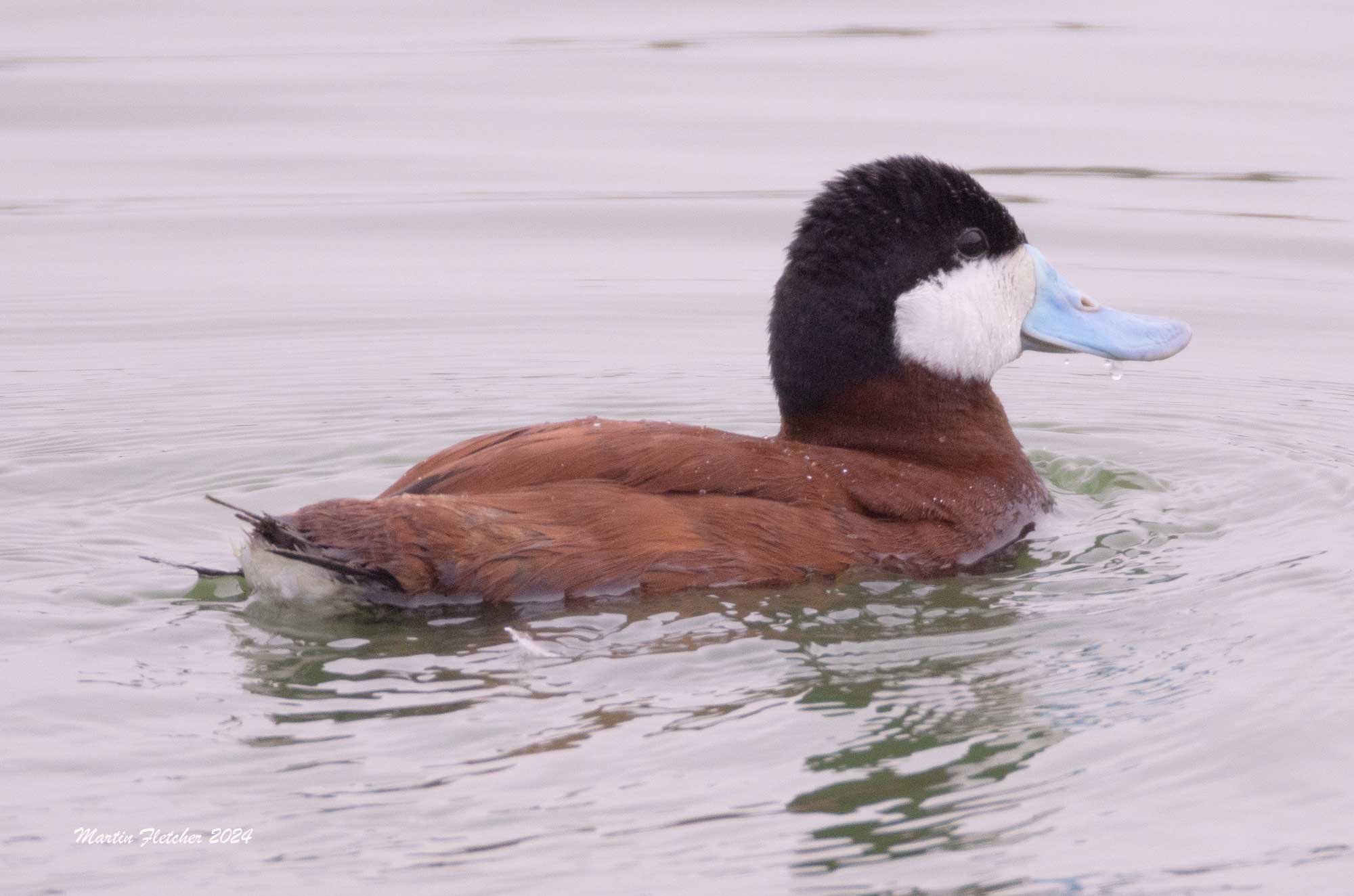 Ruddy Duck, Oso Flaco