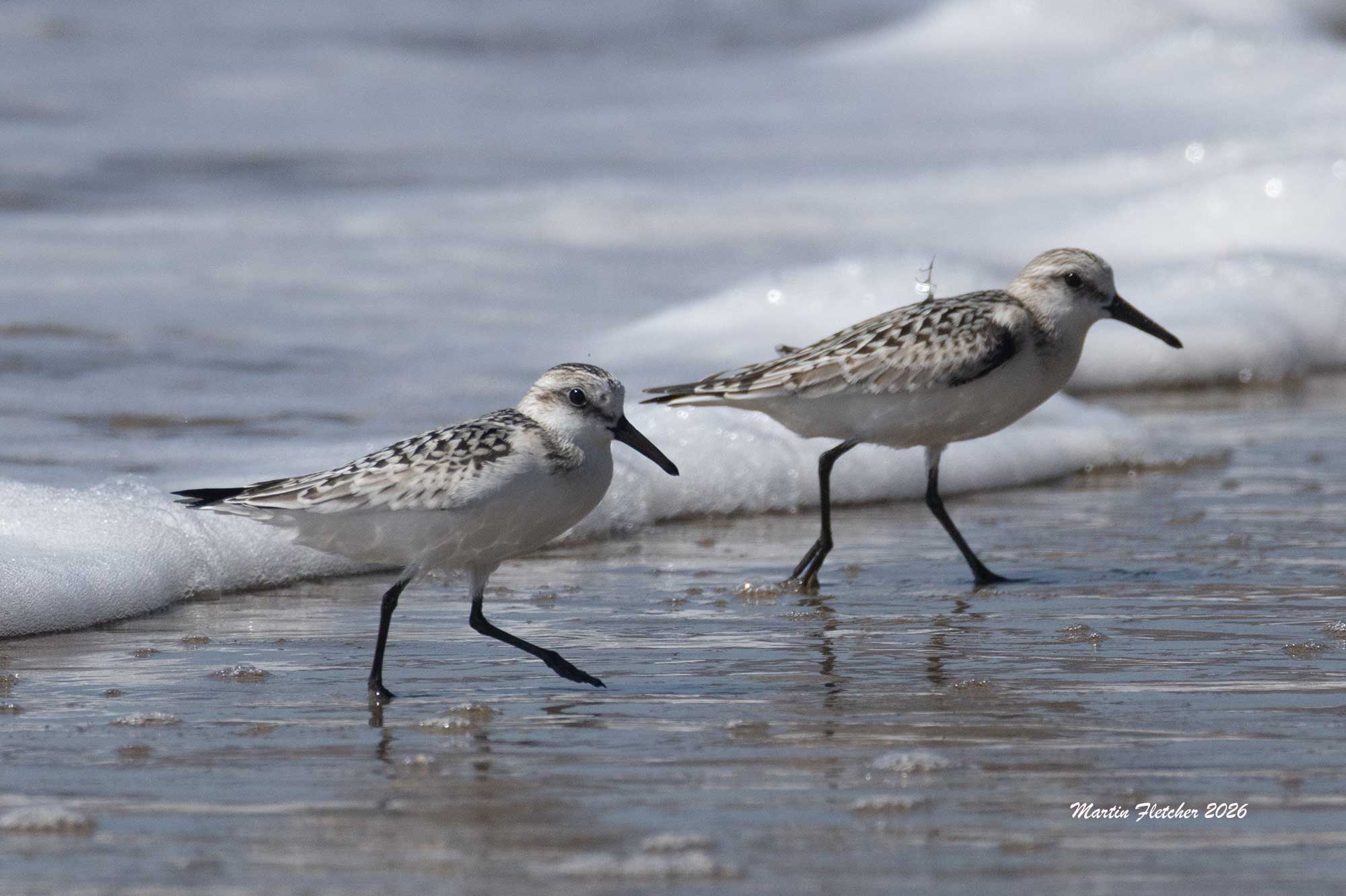Sanderlings, Jalama