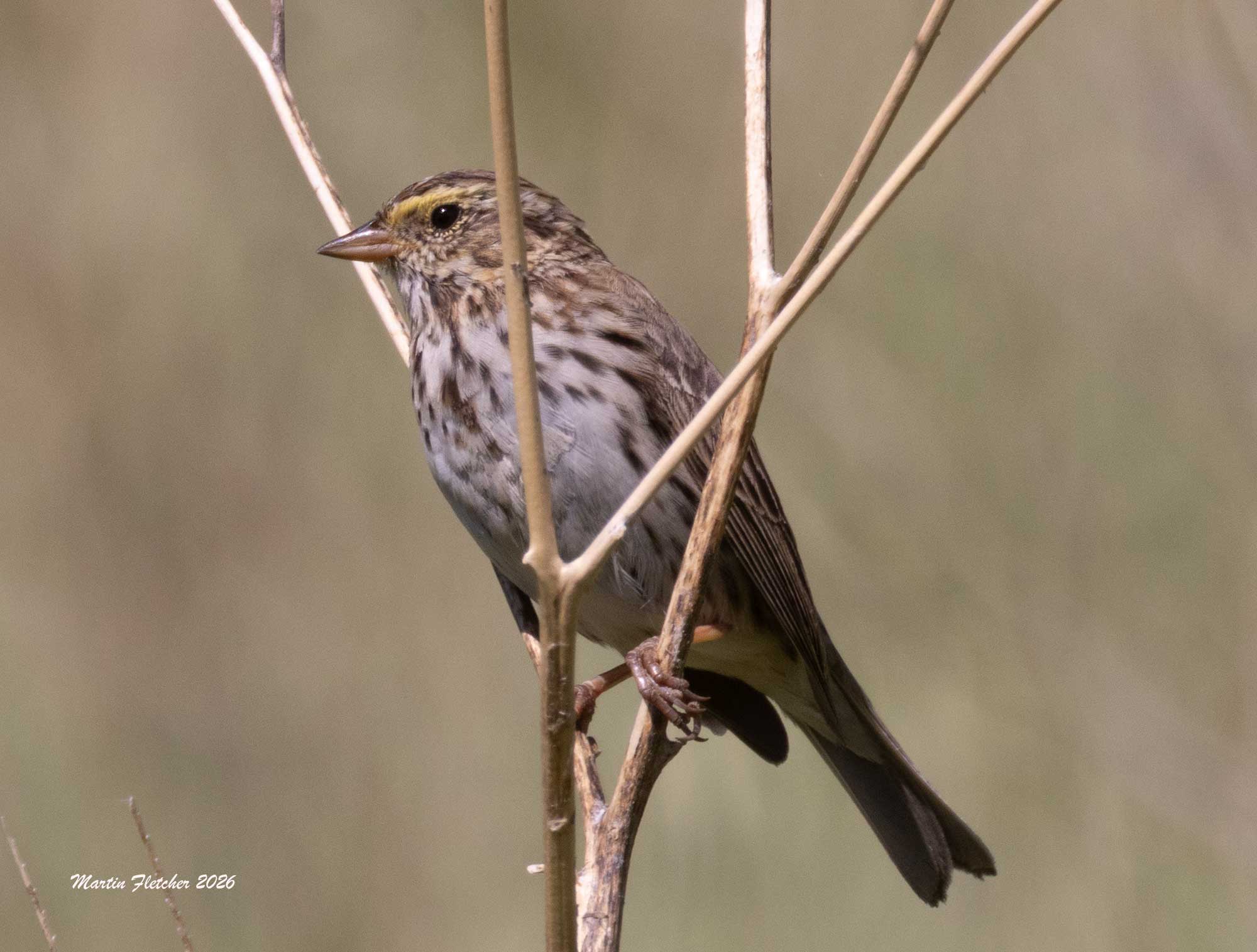 Savannah Sparrow, HMNWR