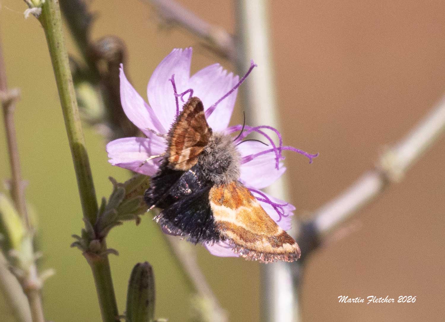 Schinia scarletina, Flower Moth