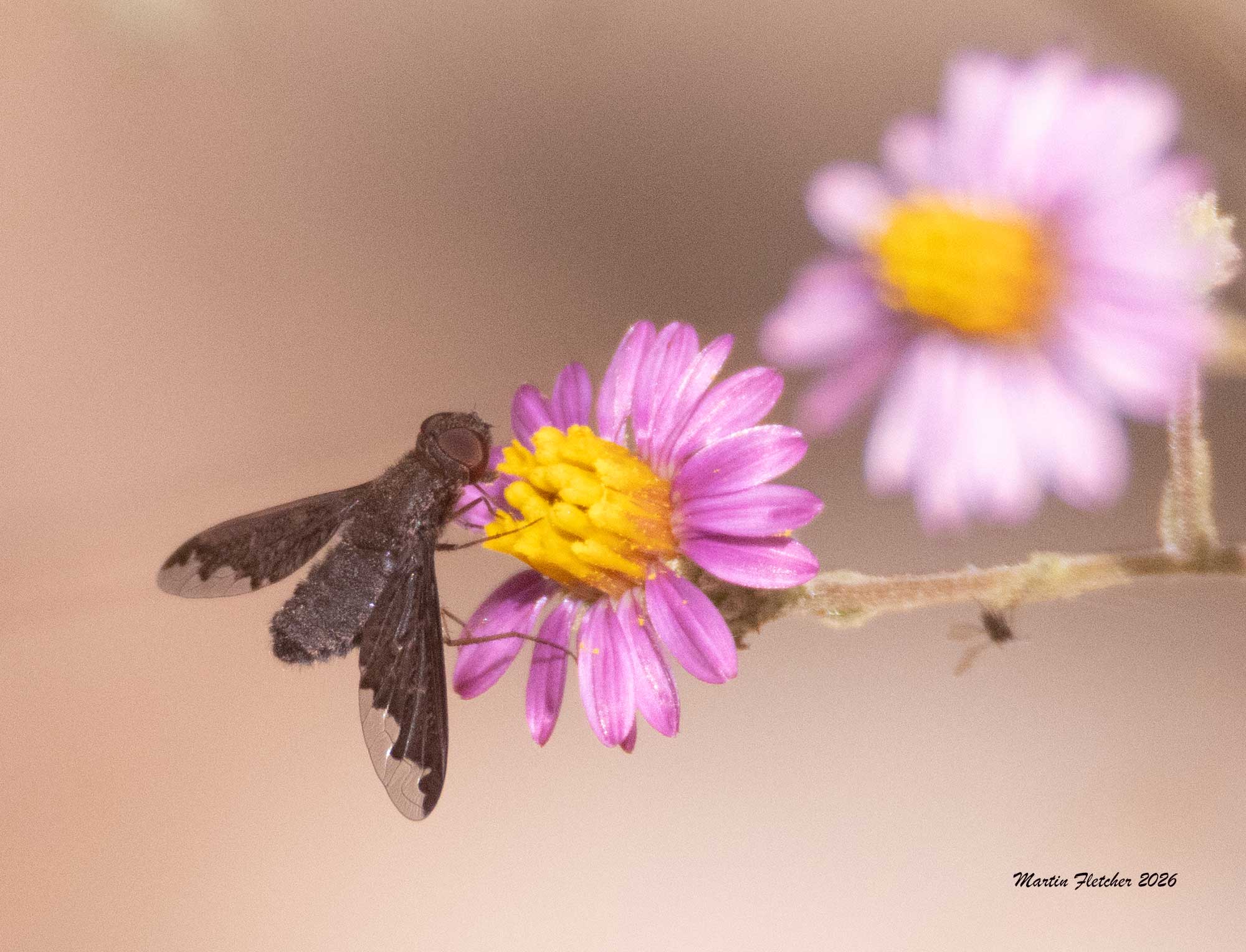 Sinuous Bee Fly, Hemipenthes sinuosa