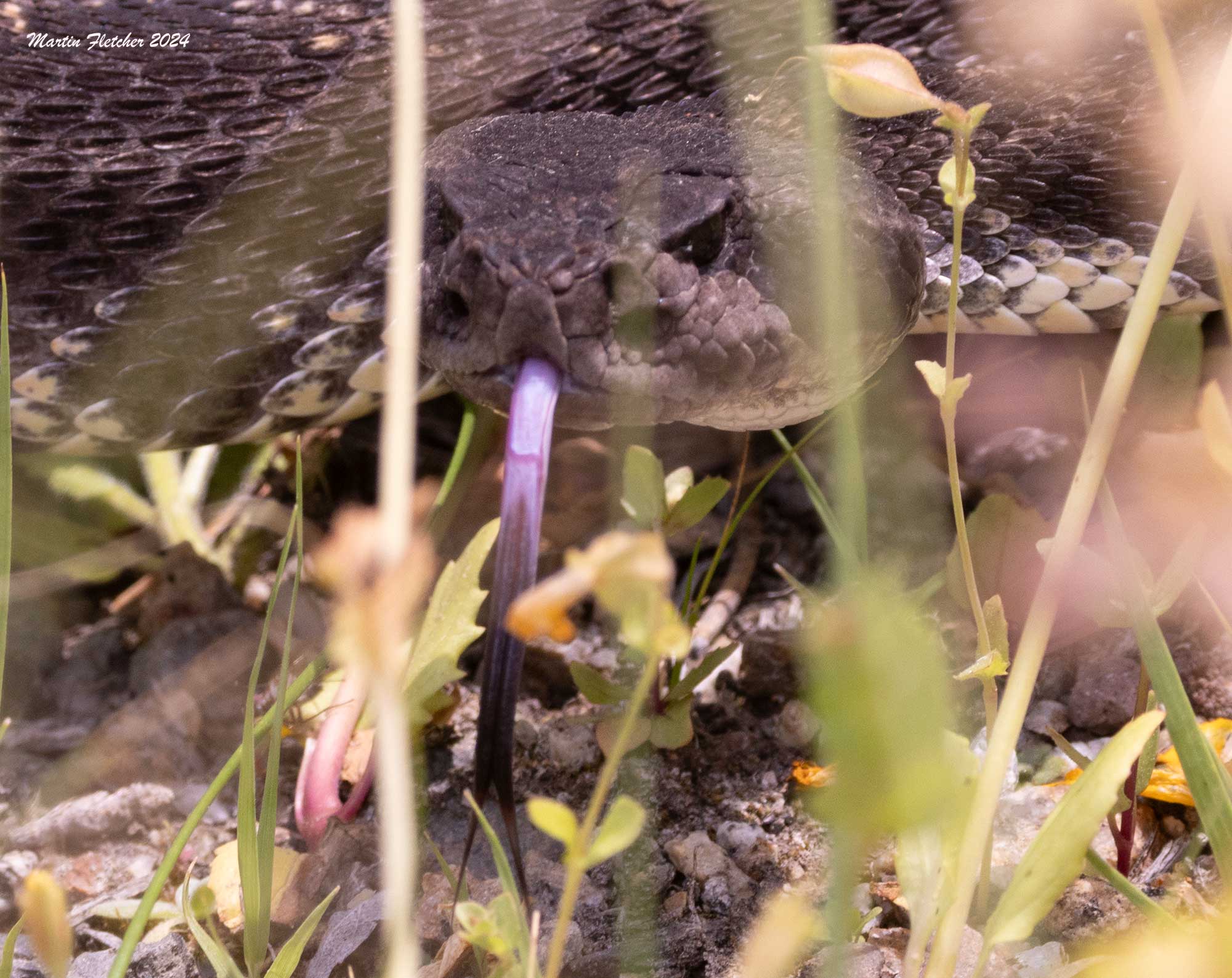 Southern Pacific Rattlesnake Head and Purple Tongue
