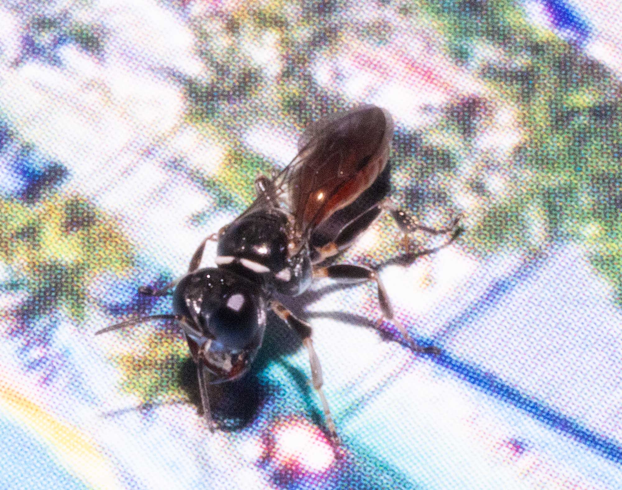 Specodes sp., Blood Bee