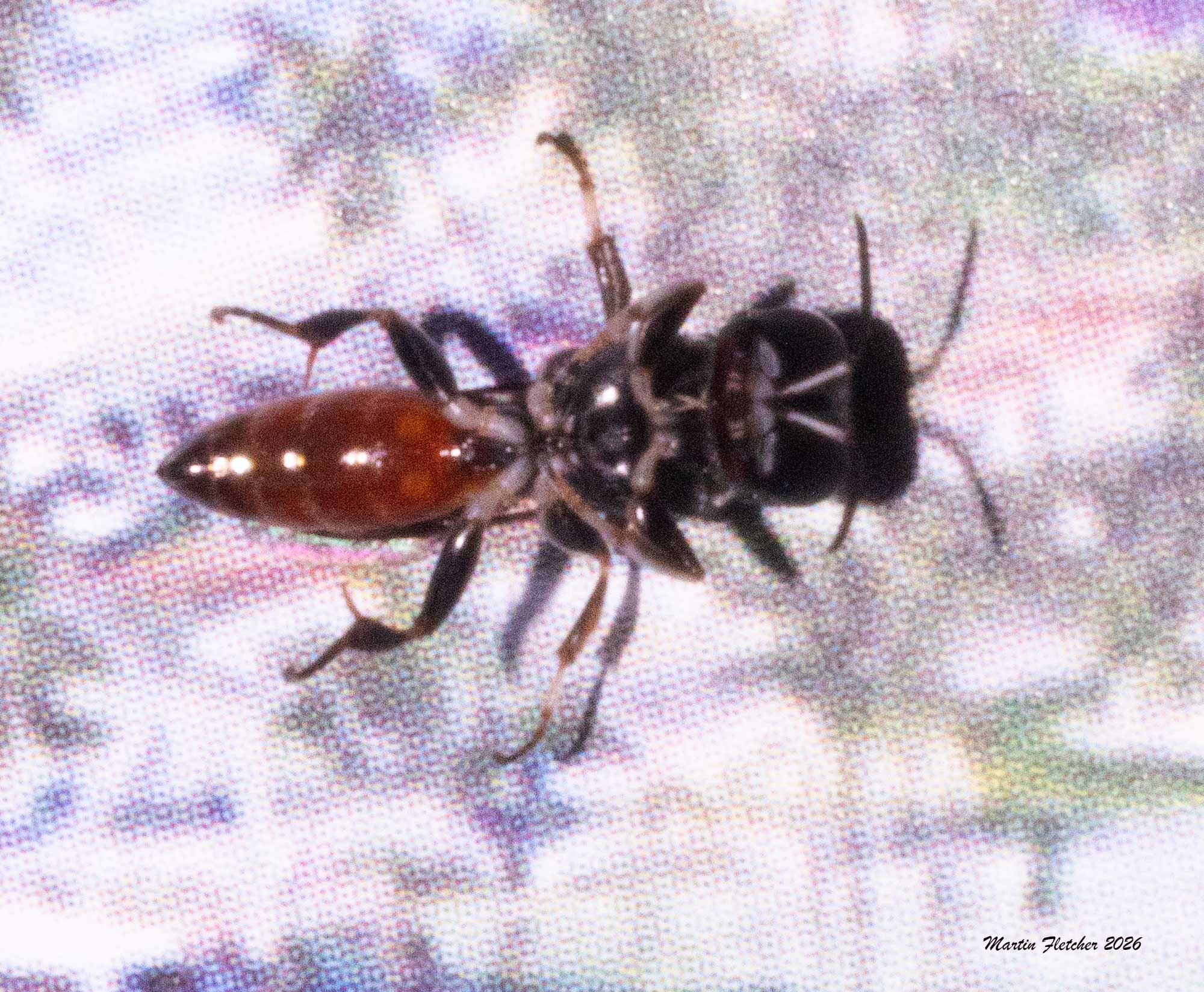 Specodes sp., Blood Bee