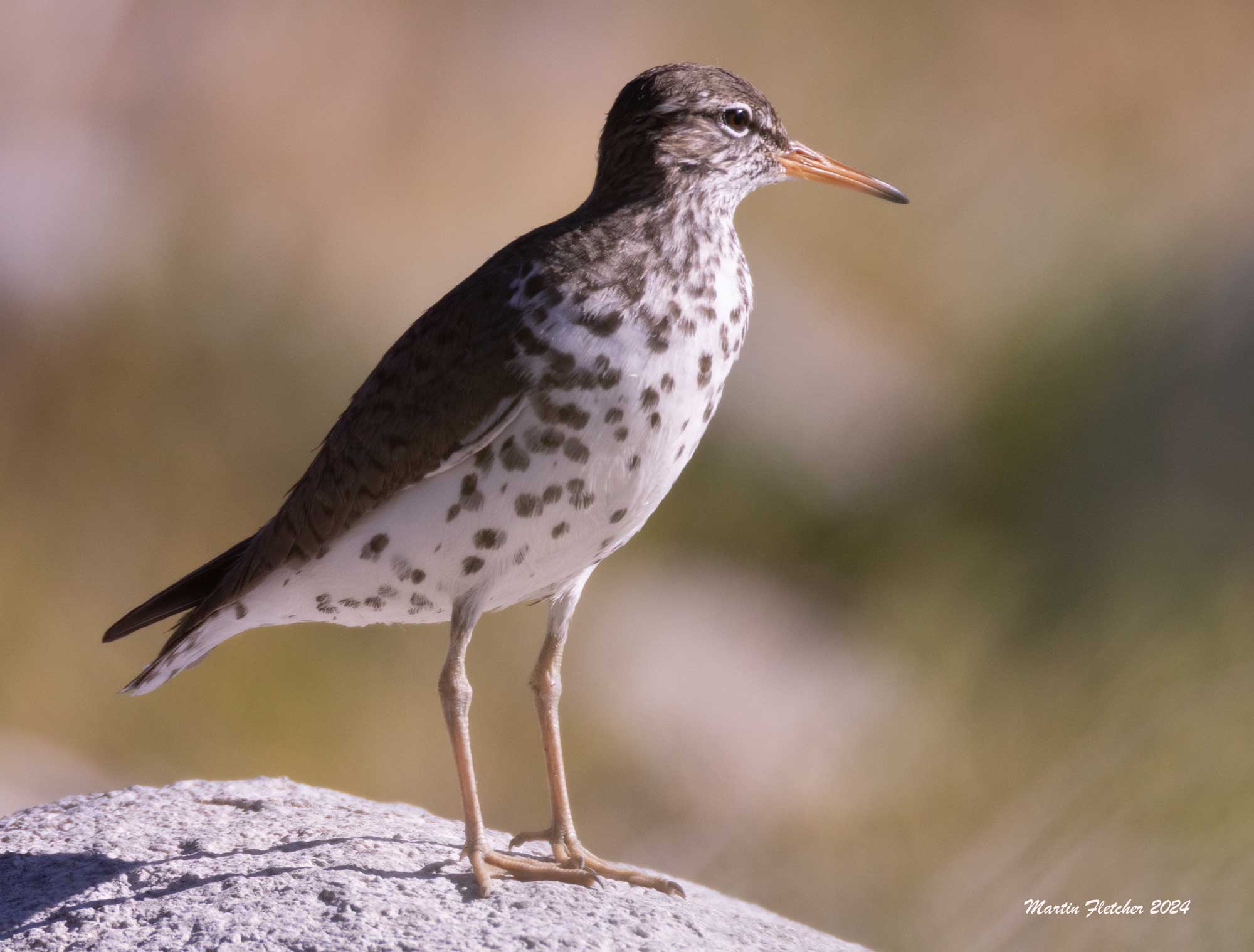 Spotted Sandpiper, Breeding Plumage, Two Rivers Preserve
