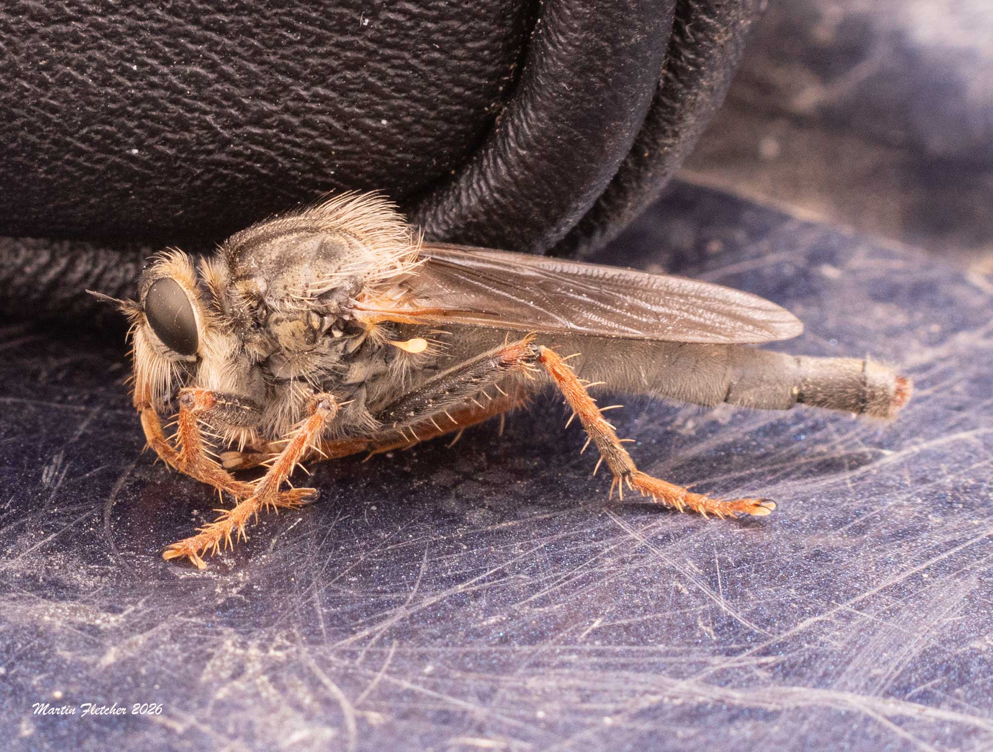 Robber Fly, Stenopogon